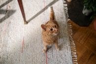 how to remove pet urine smell from carpet